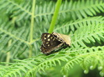 SX06885 Two Speckled Wood butterflies (Pararge aegeria).jpg